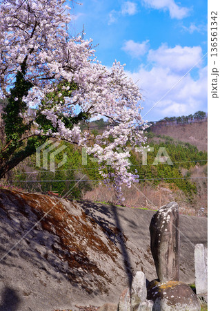 石仏と桜　新治中央運動公園　群馬県利根郡　 136561342