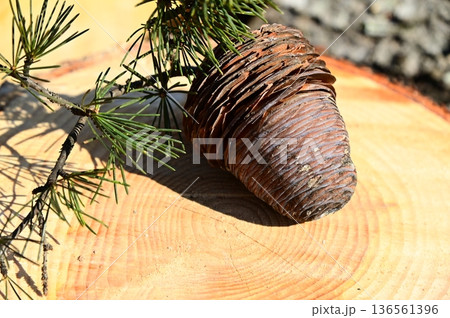 ヒマラヤスギ（ヒマラヤシーダー）の松かさ 136561396