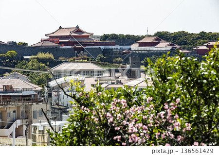 首里城と寒緋桜 136561429