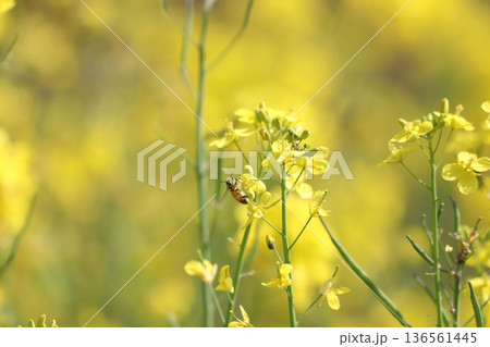 菜の花とミツバチ 136561445