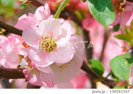 ボケのクローズアップ 136561587