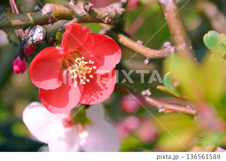 ボケのクローズアップ ボケのクローズアップ 136561589