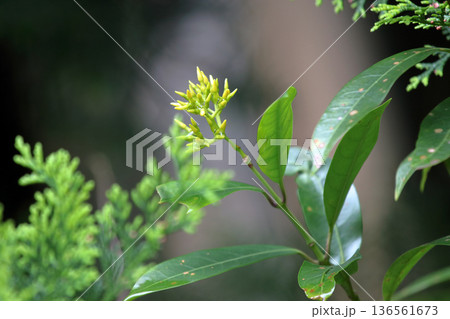 サカキカズラ榊葛Anodendron affineキョウチクトウ常緑つる性 136561673