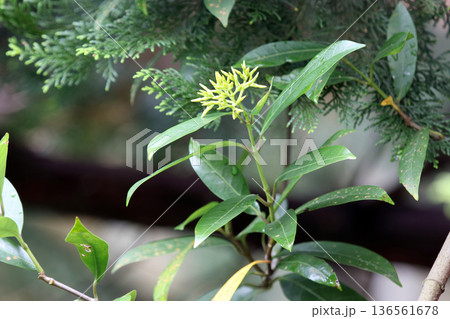 サカキカズラ榊葛Anodendron affineキョウチクトウ常緑つる性 サカキカズラ榊葛Anodendron affineキョウチクトウ常緑つる性 136561678