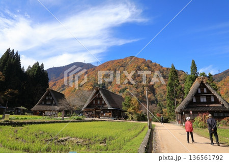 秋の紅葉の 五箇山 菅沼合掌造り集落 ( 富山県 南砺市 ) 秋の紅葉の 五箇山 菅沼合掌造り集落 ( 富山県 南砺市 ) 136561792