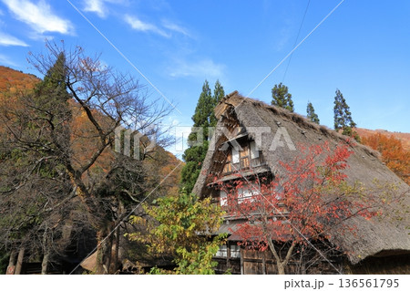 秋の紅葉の 五箇山 菅沼合掌造り集落 ( 富山県 南砺市 ) 秋の紅葉の 五箇山 菅沼合掌造り集落 ( 富山県 南砺市 ) 136561795