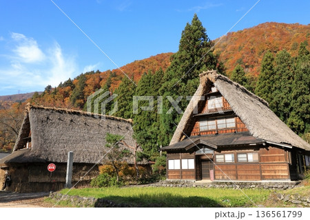 秋の紅葉の 五箇山 菅沼合掌造り集落 ( 富山県 南砺市 ) 秋の紅葉の 五箇山 菅沼合掌造り集落 ( 富山県 南砺市 ) 136561799