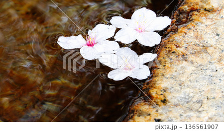 春の日に手水舎に浮かぶ桜の花びら 春の日に手水舎に浮かぶ桜の花びら 136561907