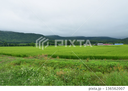 JR北海道函館本線 昆布駅から熱郛駅までの普通列車車窓風景(2023年夏雨) JR北海道函館本線 昆布駅から熱郛駅までの普通列車車窓風景(2023年夏雨) 136562007