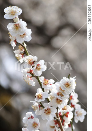 白梅の花 縦構図 早春の背景素材 136562068