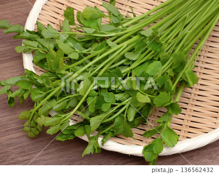 生のセリ 生のセリ 136562432