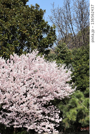 満開の彼岸桜 136562437