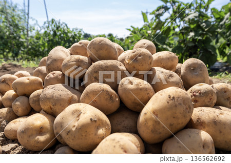 畑で収穫されたばかりの泥付きの新鮮なジャガイモの山 136562692
