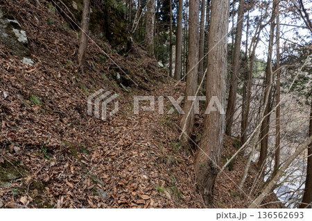 冬の奥秩父の杉林の急斜面に続く落ち葉に覆われた細い登山道 136562693