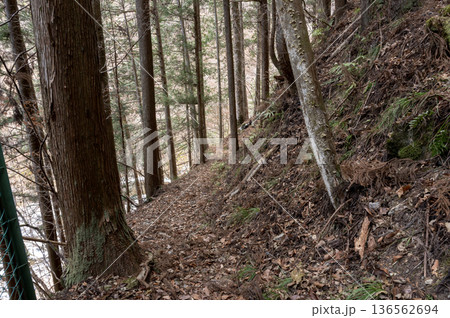 冬の奥秩父の杉林の急斜面に続く落ち葉に覆われた細い登山道 136562694