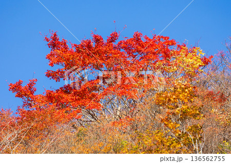 秋の栃木県那須町 日本百名山 紅葉の那須岳(茶臼岳) 姥ヶ平 秋の栃木県那須町 日本百名山 紅葉の那須岳(茶臼岳) 姥ヶ平 136562755
