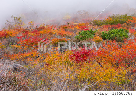 秋の栃木県那須町 日本百名山 紅葉の那須岳(茶臼岳) 秋の栃木県那須町 日本百名山 紅葉の那須岳(茶臼岳) 136562765