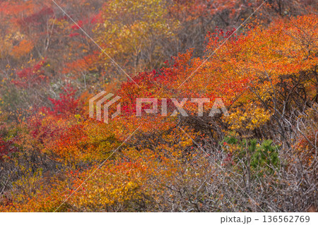 秋の栃木県那須町 日本百名山 紅葉の那須岳(茶臼岳) 秋の栃木県那須町 日本百名山 紅葉の那須岳(茶臼岳) 136562769