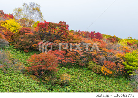 秋の栃木県那須町 日本百名山 紅葉の那須岳(茶臼岳) 秋の栃木県那須町 日本百名山 紅葉の那須岳(茶臼岳) 136562773