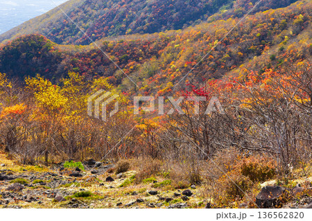 秋の栃木県那須町 日本百名山 紅葉の那須岳(茶臼岳) 秋の栃木県那須町 日本百名山 紅葉の那須岳(茶臼岳) 136562820