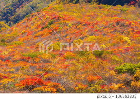 秋の栃木県那須町 日本百名山 紅葉の那須岳(茶臼岳) 秋の栃木県那須町 日本百名山 紅葉の那須岳(茶臼岳) 136562835
