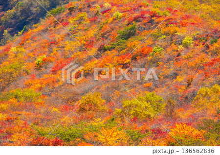 秋の栃木県那須町　日本百名山　紅葉の那須岳（茶臼岳） 136562836
