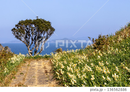 青い海へと続く水仙の花道(春の絶景・爽やかな海景と花の小道背景素材) 青い海へと続く水仙の花道(春の絶景・爽やかな海景と花の小道背景素材) 136562886