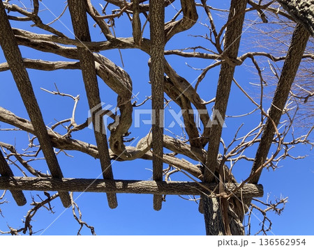 青空に映えるパーゴラ 136562954