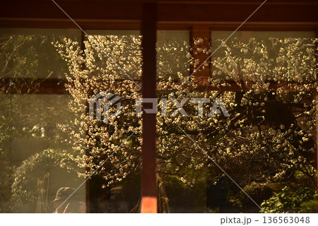 春の花　梅 136563048