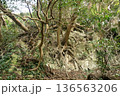 自然の生命力 136563206