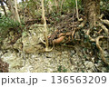自然の生命力 136563209