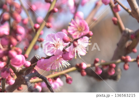 綱敷天満宮 136563215