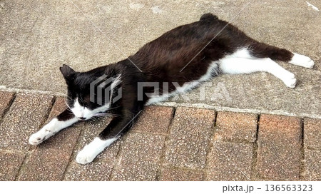 寝ている猫 136563323