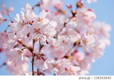 満開の彼岸桜 136563645