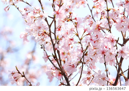 満開の彼岸桜 満開の彼岸桜 136563647