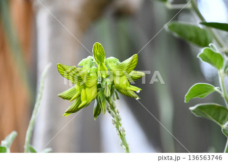 クロタラリア・カニンガミー Green bird flower クロタラリア・カニンガミー Green bird flower 136563746