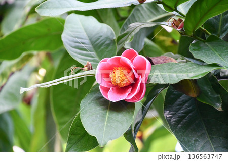 ハイドゥンツバキ　Camellia amplexicaulis 136563747