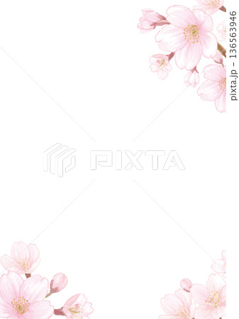 桜の水彩風手描き背景イラスト-白背景-縦型 桜の水彩風手描き背景イラスト-白背景-縦型 136563946
