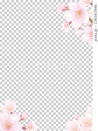 水彩風格手繪櫻花背景插圖 - 白色背景 - 直式版 136563946