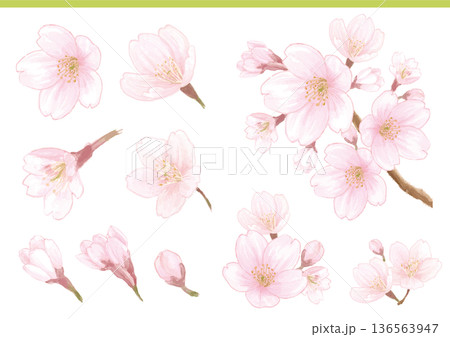 桜の水彩風手描きイラスト素材セット 136563947