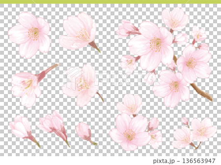水彩手繪櫻花插畫素材集 136563947