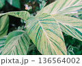 沖縄北部の月桃の葉が放射状に広がる背景素材 136564002