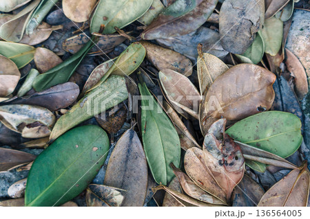 沖縄北部のフクギの葉が道に広がる背景素材 観光PRや企業プレゼン・スライドショーに使えるナチュラルな 沖縄北部のフクギの葉が道に広がる背景素材 観光PRや企業プレゼン・スライドショーに使えるナチュラルな 136564005