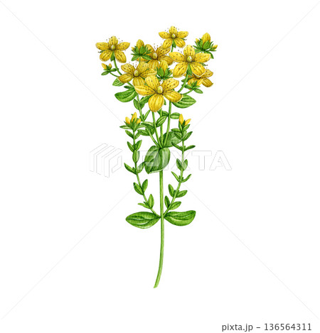St. John's wort plant watercolor illustration. Hand drawn hypericum perforatum medicinal herb vintage style realistic illustration on white background. St Johns wort herbal treatment ingredient 136564311