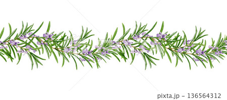 Rosemary herb seamless border decor element watercolor illustration isolated on white background. Fresh organic rosemary plant decor for culinary, seasoning, aromatherapy and medicinal design. Rosemary herb seamless border decor element watercolor illustration isolated on white background. Fresh organic rosemary plant decor for culinary, seasoning, aromatherapy and medicinal design. 136564312