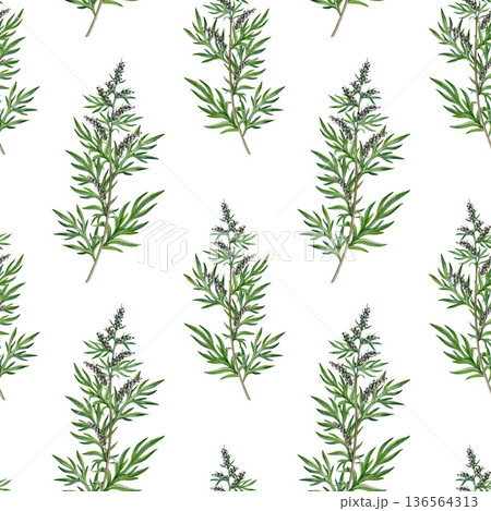 Mugwort plant stem seamless pattern on white background. Hand drawn artemisia vulgaris medicinal herb watercolor illustration. Fresh mugwort branch leaves, flowers alternative herbal medicine element 136564313