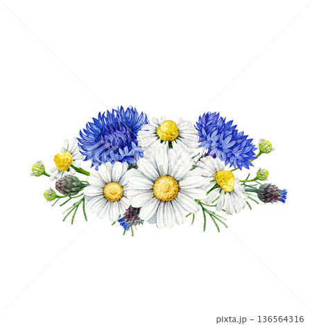 Chamomile with blue cornflowers decor vintage style watercolor illustration. Hand drawn cornflower flowers and chamomile blossoms floral decoration element isolated on white background Chamomile with blue cornflowers decor vintage style watercolor illustration. Hand drawn cornflower flowers and chamomile blossoms floral decoration element isolated on white background 136564316