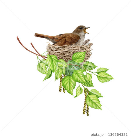 Small forest bird singing in the nest hand drawn watercolor illustration on white background. Cute songbird in the nest based in birch tree branches with leaves. Springtime nature cute scene 136564321