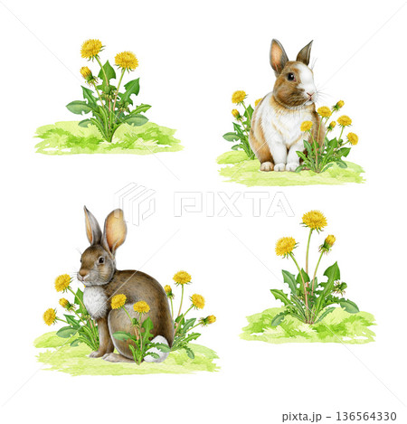 Cute bunny with spring flowers hand drawn set. Easter mood vintage style cozy springtime watercolor illustration. Easter bunnies with dandelion flowers on white background vintage style collection 136564330