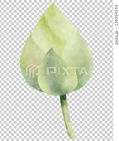 Watercolor Lotus Bud Illustration 136564554